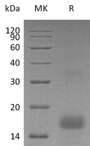 Recombinant Human PDGF-AA (N-6His)