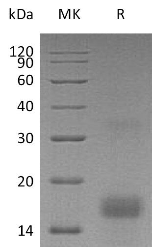 Recombinant Human PDGF-AA (N-6His)