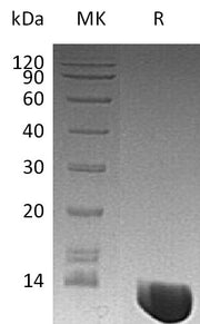 Recombinant Human MIF