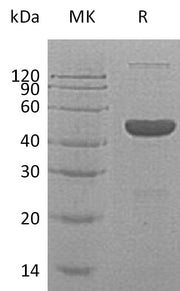 Recombinant Human GABARAP (N-6His, C-Fc)