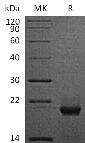 Recombinant Human FTH
