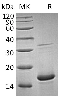Recombinant Human FGFa (154AA)