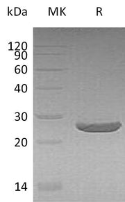 Recombinant Human PRDX1 (N, C-6His)