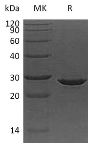 Recombinant Human ApoA1 (C-6His)