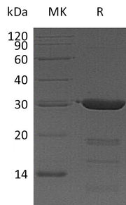 Recombinant Human FKBP3 (N-6His)