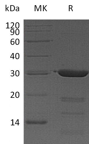 Recombinant Human FKBP3 (N-6His)