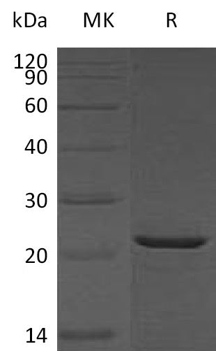 Recombinant Human HspB2 (C-6His)