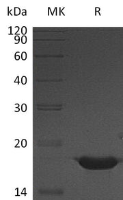 Recombinant Human YY1 (C-6His)