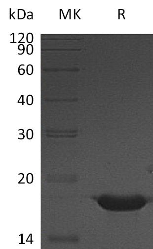 Recombinant Human YY1 (C-6His)