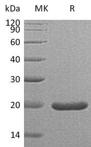 Recombinant Mouse SHH (C25II)