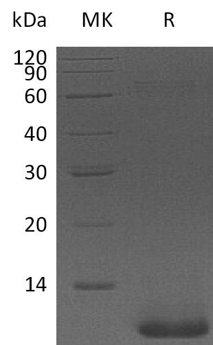 Recombinant Human NRG1Beta (71AA)
