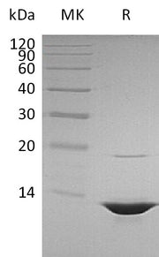 Recombinant Human HMGB1 (Truncated)