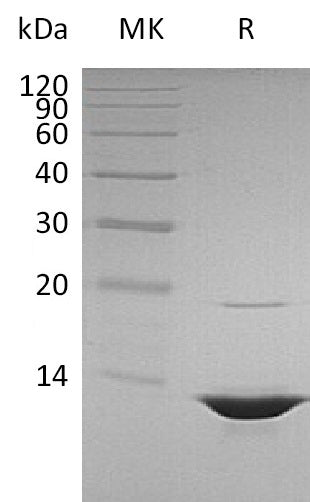 Recombinant Human HMGB1 (Truncated)