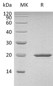 Recombinant Mouse SHH
