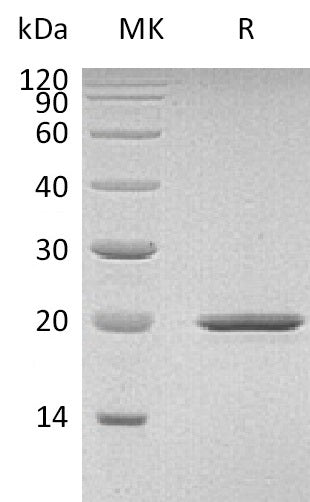 Recombinant Mouse SHH