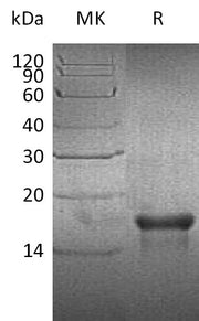 Recombinant Human PDGF-AA