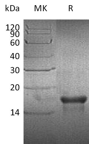Recombinant Human PDGF-AA