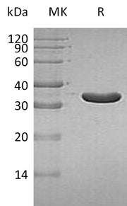 Recombinant Human IA2 (293AA, N-6His)