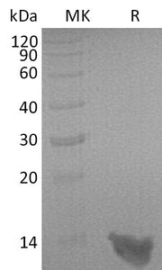 Recombinant Rat S100A8 (C-6His)