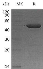 Recombinant Human IA2 (365AA, N-6His)