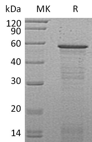 Recombinant Mouse HCFc2 (N-6His)
