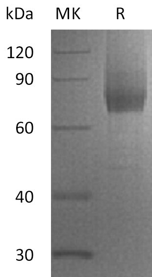 Recombinant Human IL-7RA (C-Fc-6His)