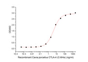 Recombinant Cavia porcellus CTLA-4 (C-6His)