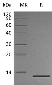 Recombinant Human Persephin