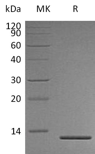 Recombinant Human Persephin