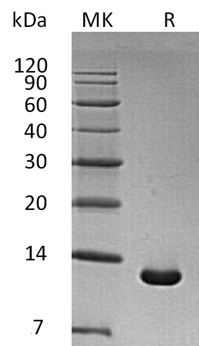 Recombinant Human S100A6 (N-6His)