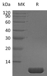Recombinant Human NRG1Beta (65AA)
