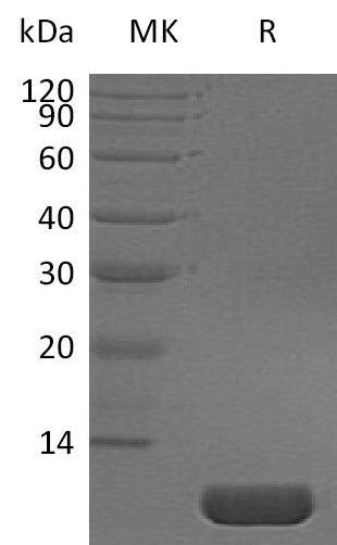 Recombinant Human NRG1Beta (65AA)