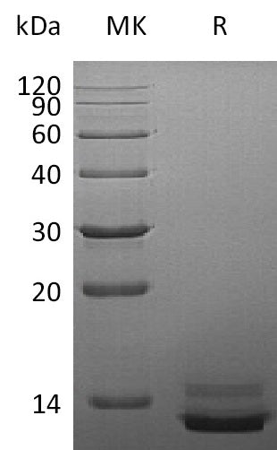 Recombinant Human PPY (C-6His)