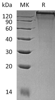 Recombinant Mouse COL3A1 (C-6His)