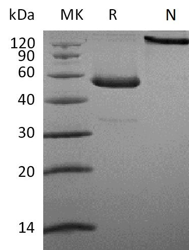 Recombinant Human CD27L (C-Fc)