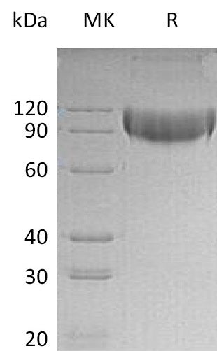 Recombinant Mouse L-selectin (C-Fc-6His)