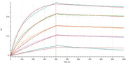 Recombinant Cynomolgus CD73 (C-6His)