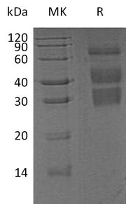 Recombinant Mouse Clusterin (C-6His)