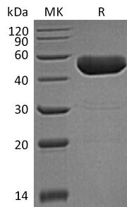 Recombinant Human FAM172A (C-6His)