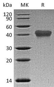 Recombinant Human TNF RII (C-6His)