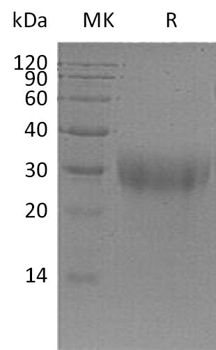 Recombinant Mouse PLGF (C-6His)