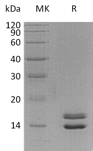 Recombinant Human NRN1L (C-6His)