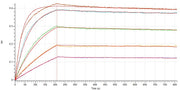 Recombinant Human SIRPA (C-mIgG2aFc)