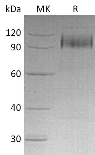 Recombinant Human EGFR (C-6His)