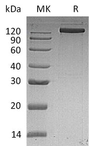 Recombinant Human EGFR (C-Fc)