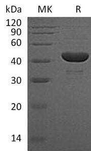 Recombinant Human PGK1 (C-6His)