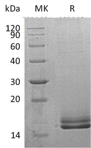 Recombinant Human Motilin (C-6His)