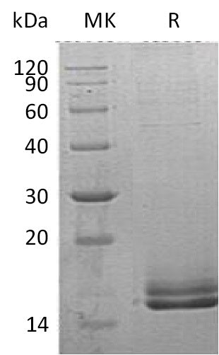 Recombinant Human Motilin (C-6His)