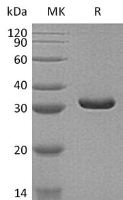 Recombinant Human MDH2 (C-6His)
