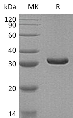 Recombinant Human MDH2 (C-6His)